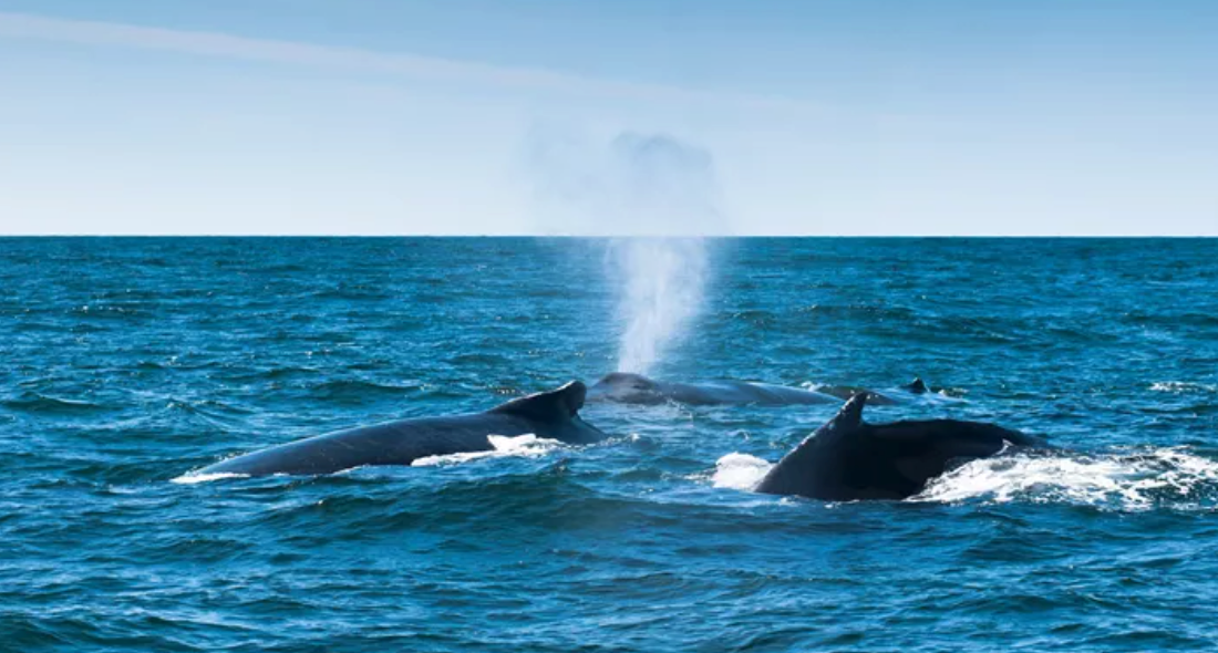 Experience the MajestyCanada's Coastline During a 12-Day Guided Tour